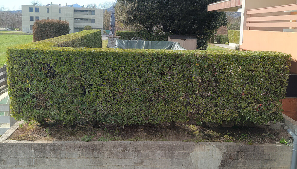 img grande servizio Manutenzione giardini e terrazzi potatura e sagomatura