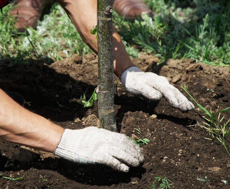 img-grande-25-03-2025-Pianta-oggi,-goditi-domani--quali-arbusti-e-alberi-piantare-a-marzo-nelle-nostre-zone