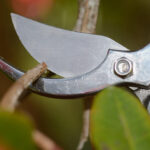 Potatura di Azalee, Rododendri e Camelia japonica: il segreto per una fioritura da sogno