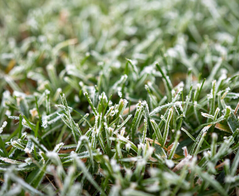 img_grande_09-02-2026_Il_prato_d_inverno_non_va_in_letargo img_grande_09-02-2026_Il_prato_d_inverno_non_va_in_letargo