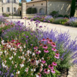 Pronti per l’estate: 5 piante resistenti al sole che non possono mancare nel tuo giardino